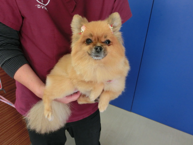 南郷どうぶつ病院