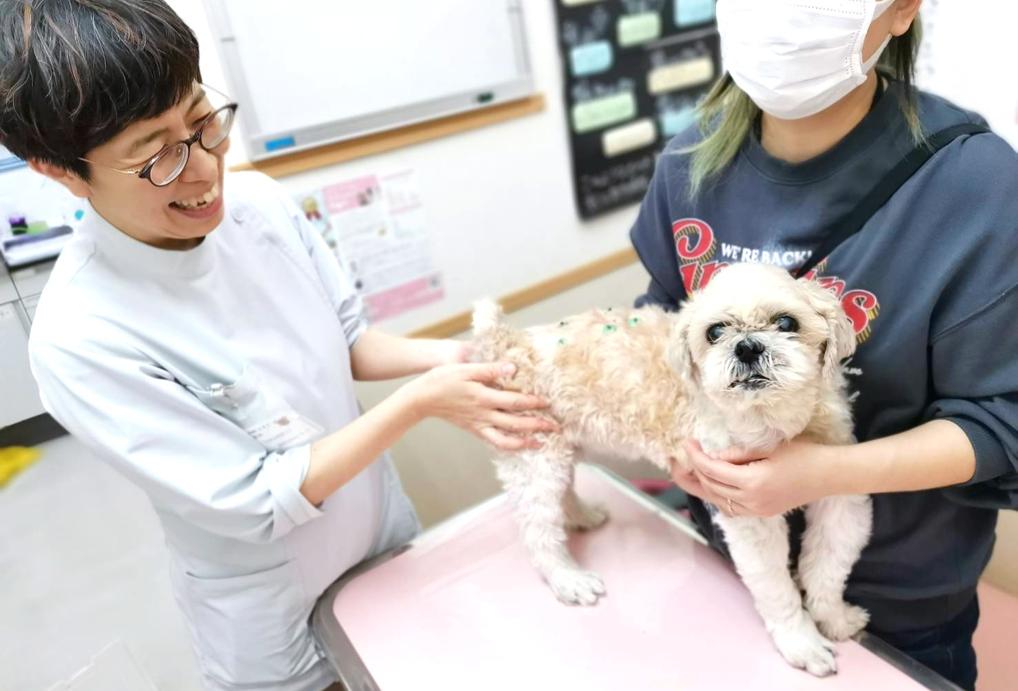 ねろこめ動物鍼灸院