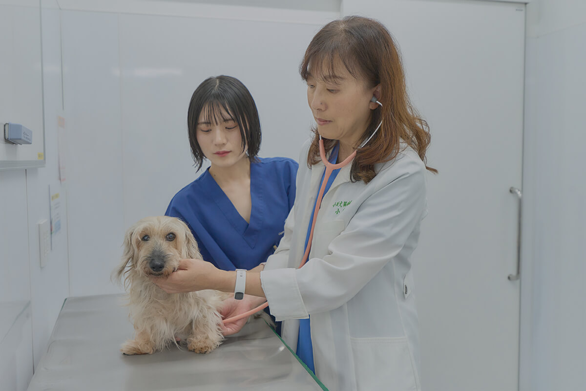 小川犬猫病院