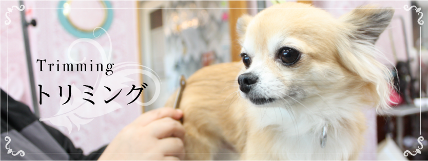 ドッグサロンマザー関店