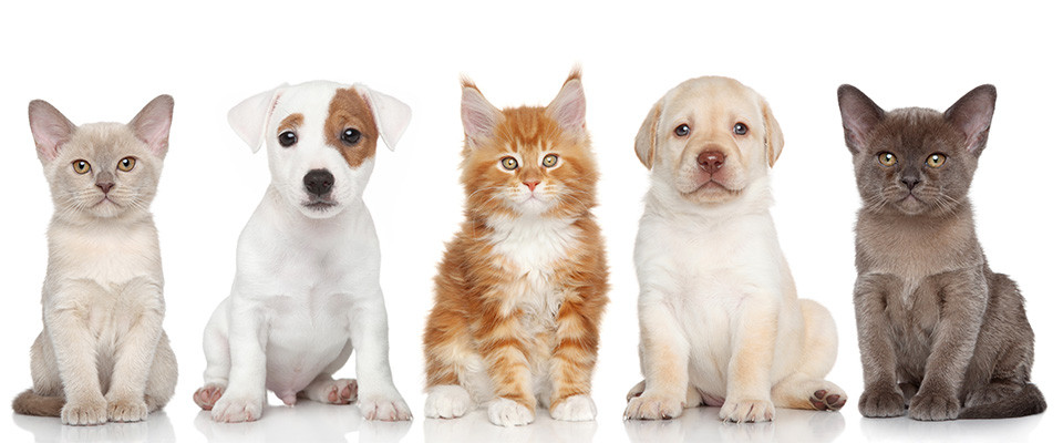 もみじ動物病院