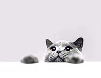 向陽台動物病院