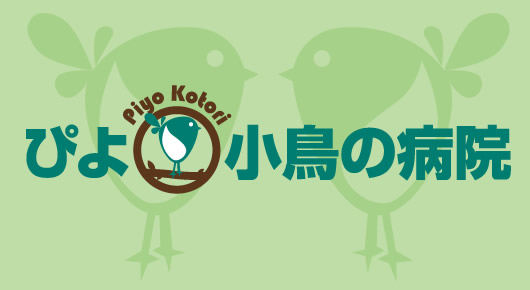 ぴよ小鳥の病院