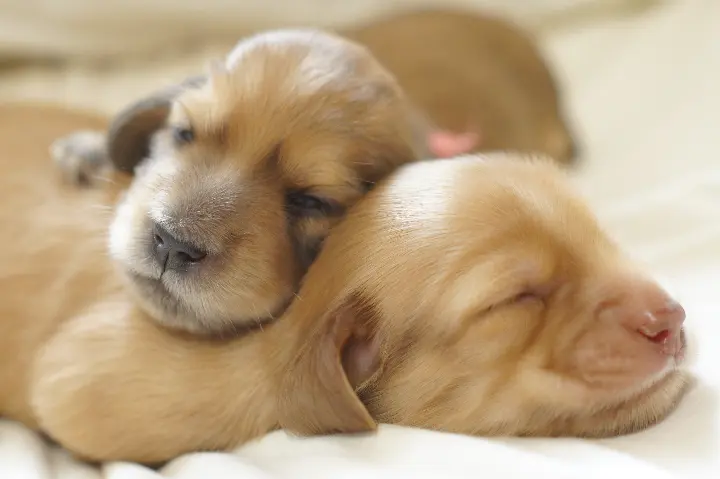 ロンロネオ動物病院