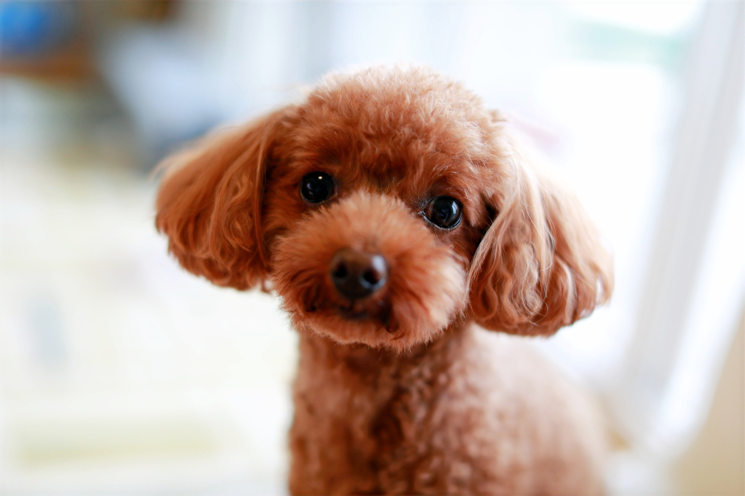 こうえいペットクリニック