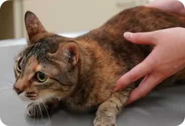 かしわだい動物病院