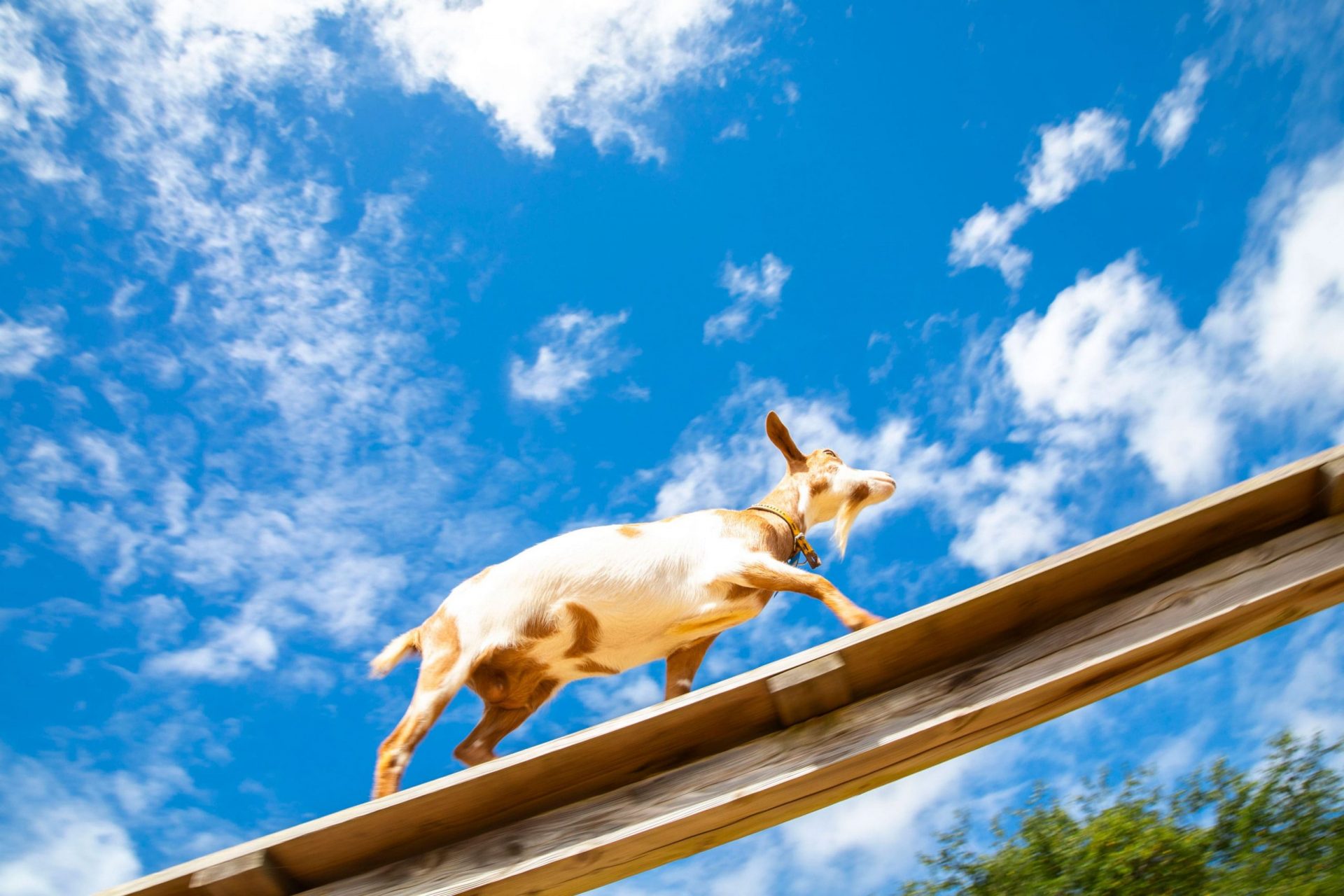 成田ゆめ牧場（オートキャンプ場）