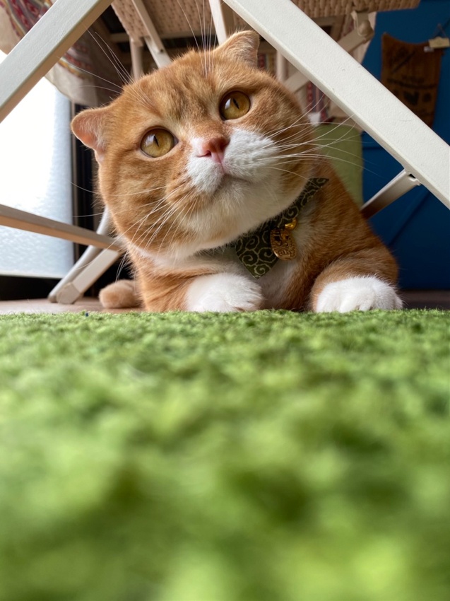 いぬのホテル＆美容chien〜しあん〜