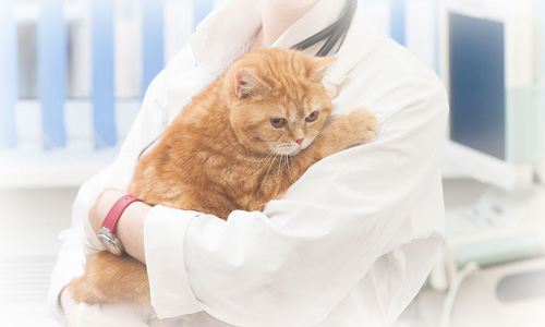 おぐ犬猫クリニック