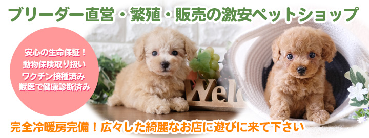 ペットショップい...