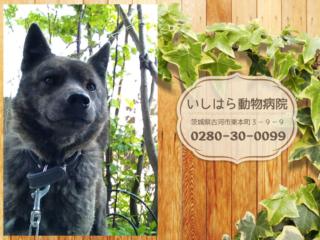 いしはら動物病院