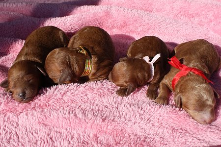 ワンちゃんの美容室　ミルク