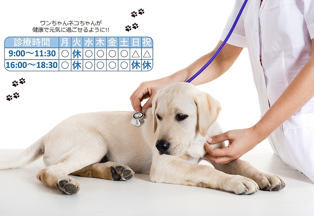 かねこ動物病院