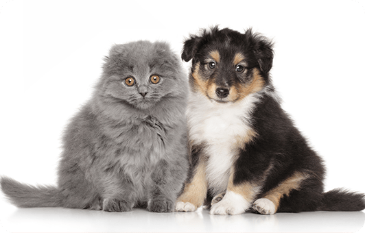 かねこ動物病院