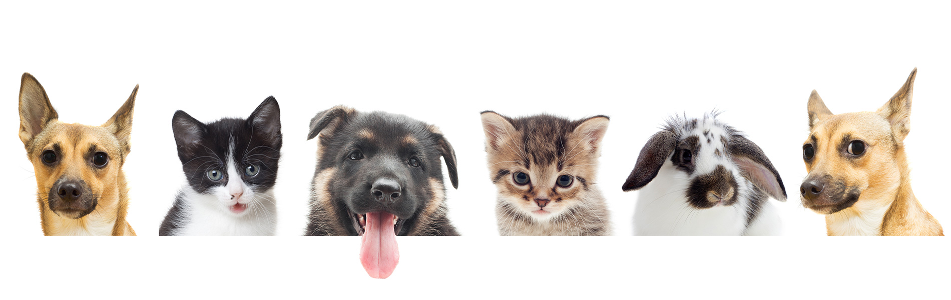 ペットクリニック住吉大社南