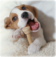 くめの動物病院