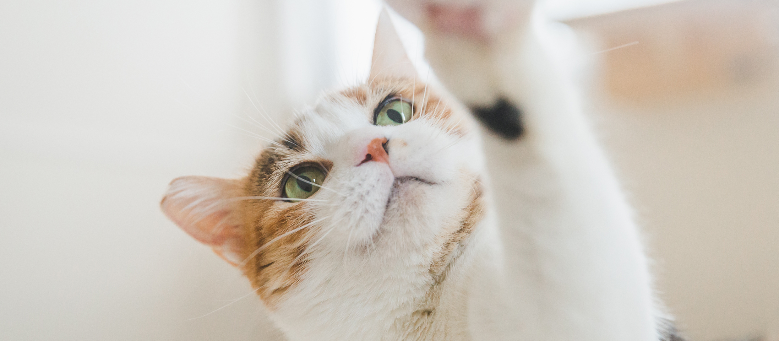 コクーンペットクリニック