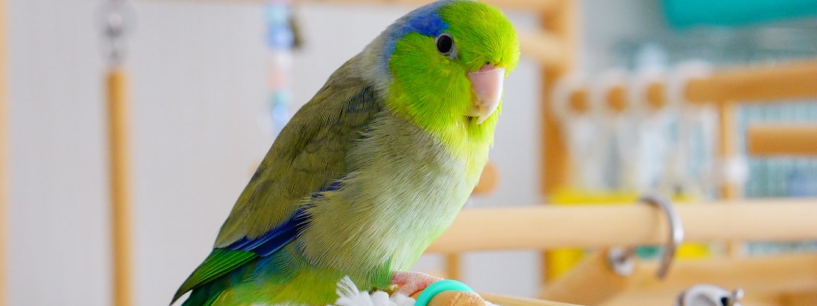 横浜小鳥の病院