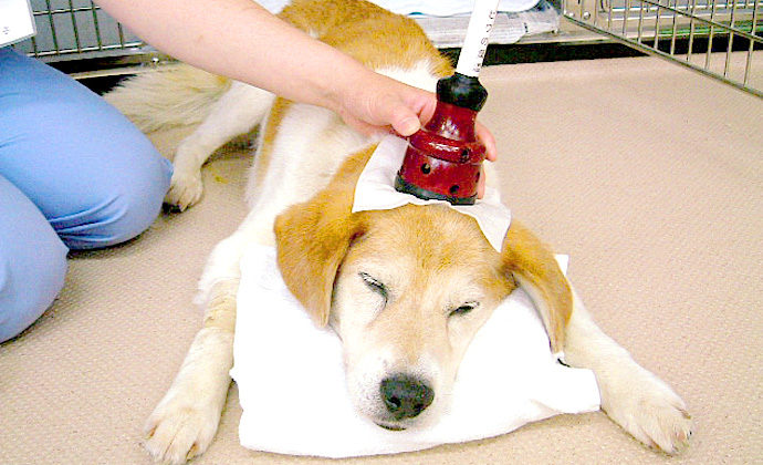 あらい犬猫病院