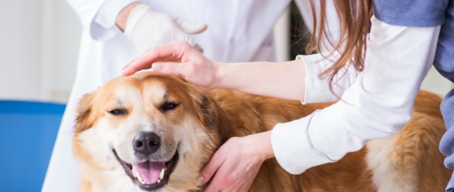 岡部獣医科病院