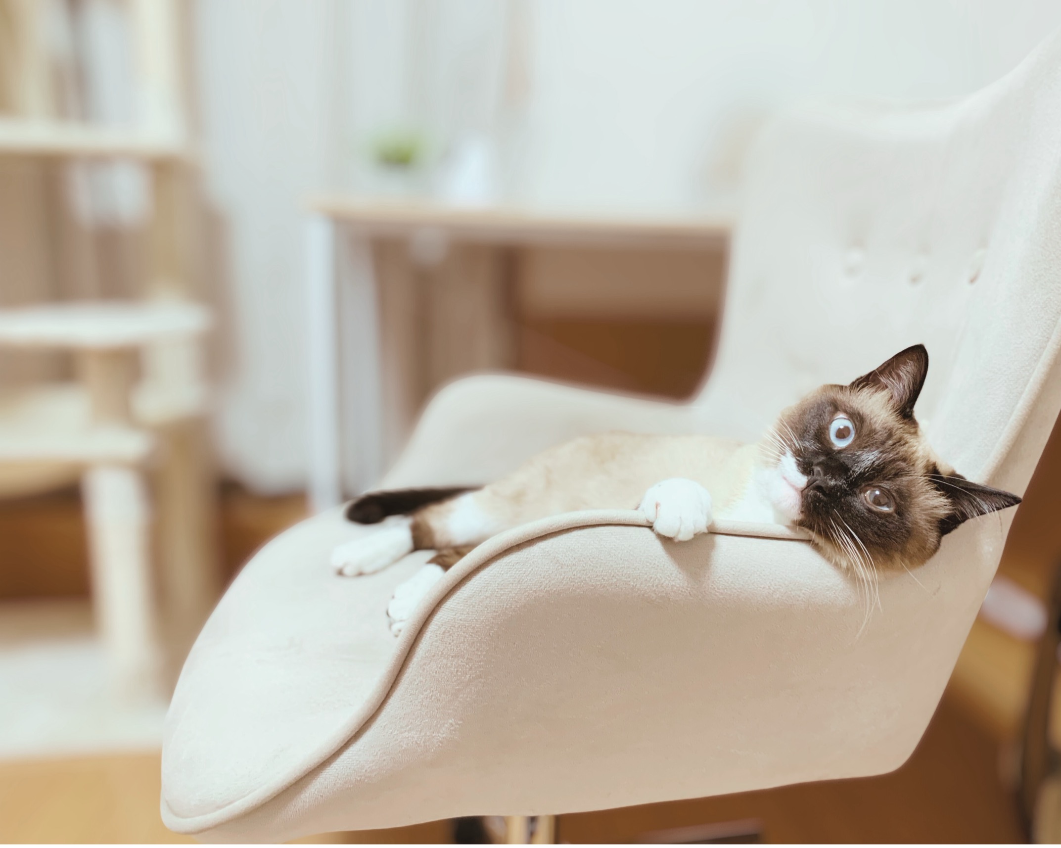 しんつつみ動物病院