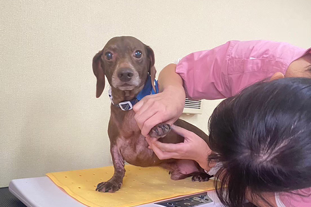 ガラゴ動物病院