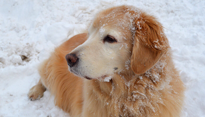 ゆきのくに動物病院