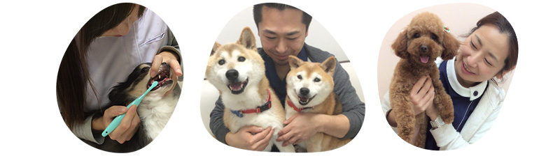 かしま動物病院