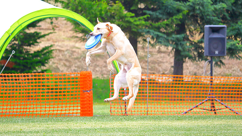 ドッグスクール小佐野