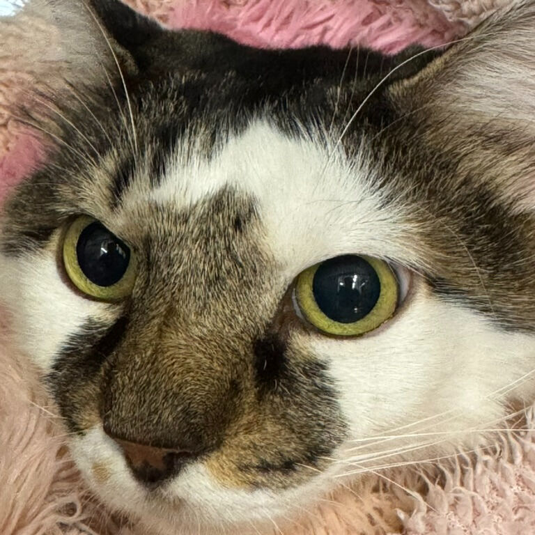 いなみ動物病院