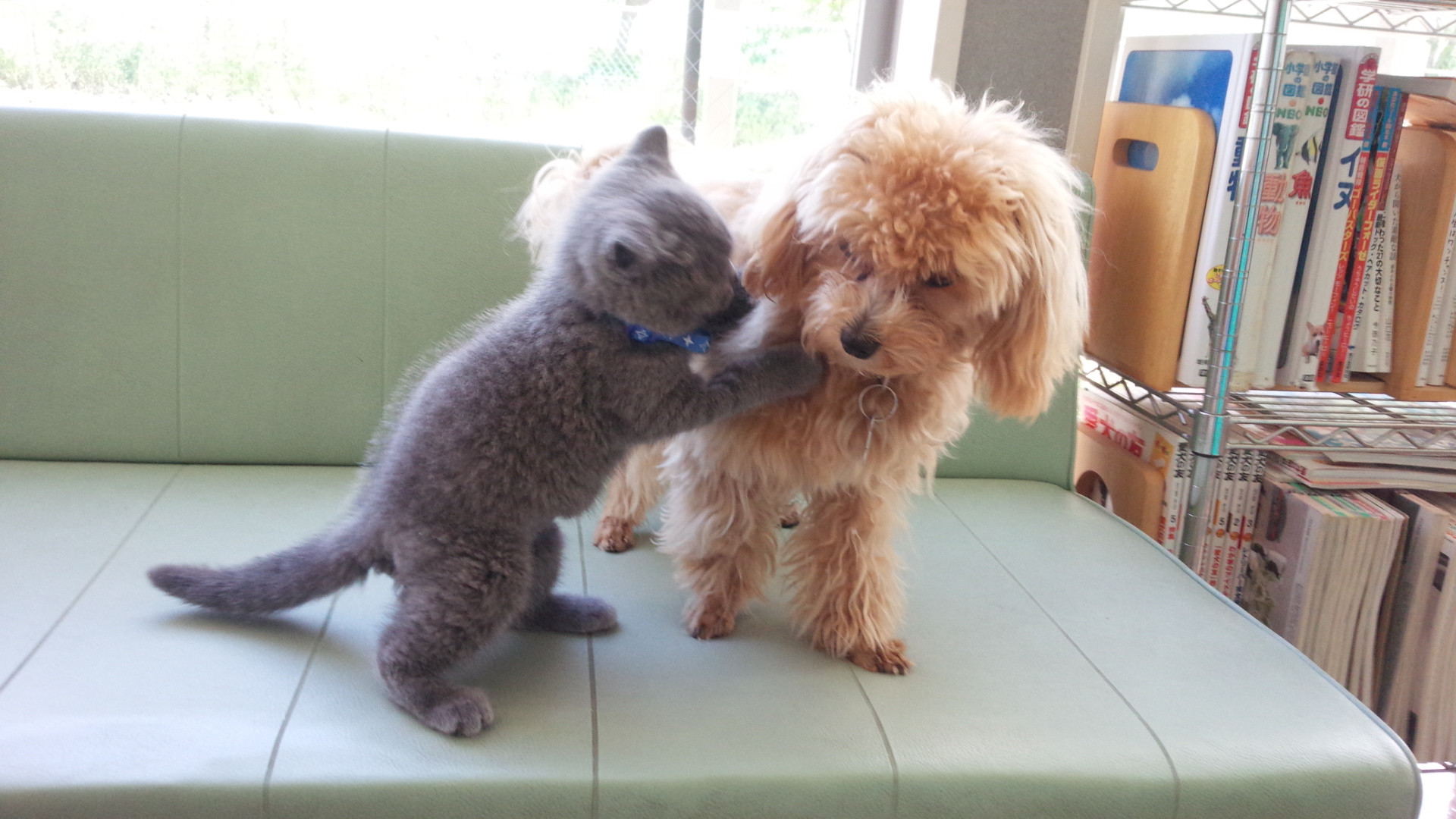 あおば動物病院