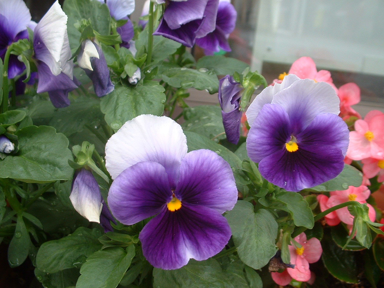 川越パル動物病院