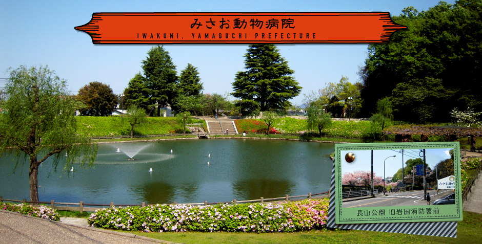 みさお動物病院