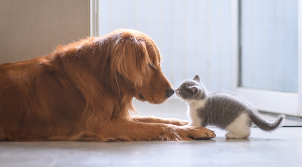なにわ動物病院