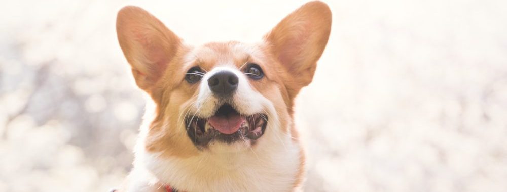 隠岐の島動物病院