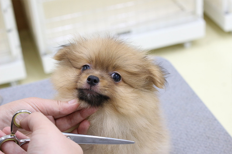 ペットアミ　前橋店