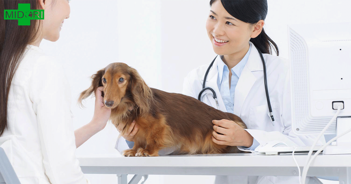 みどり動物病院