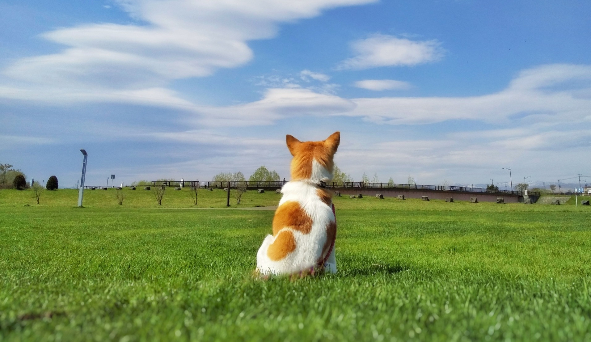 東川口どうぶつ病院