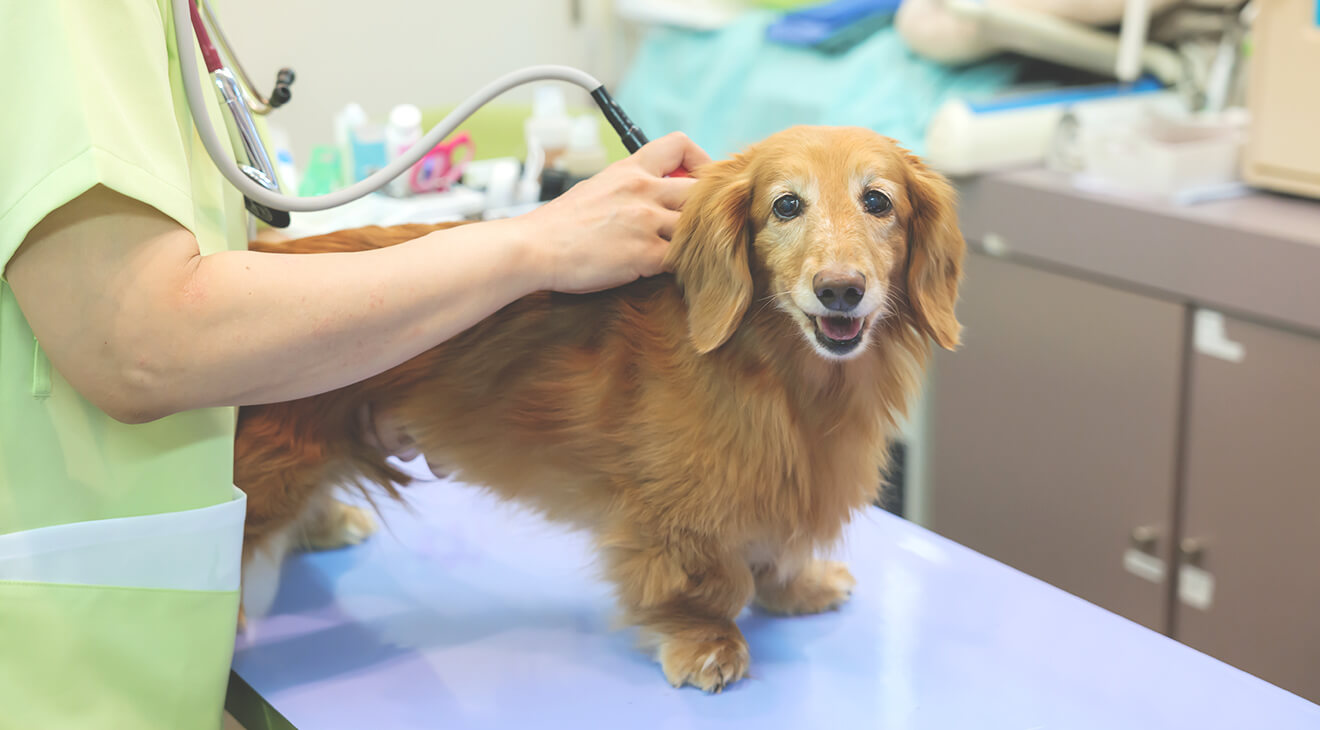 アニマルクリニック永山公園