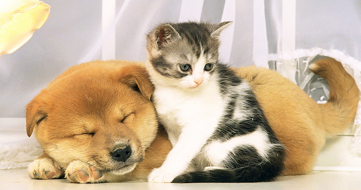 神戸ピア動物病院