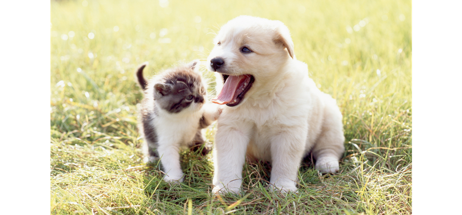金重動物病院 能見台本院