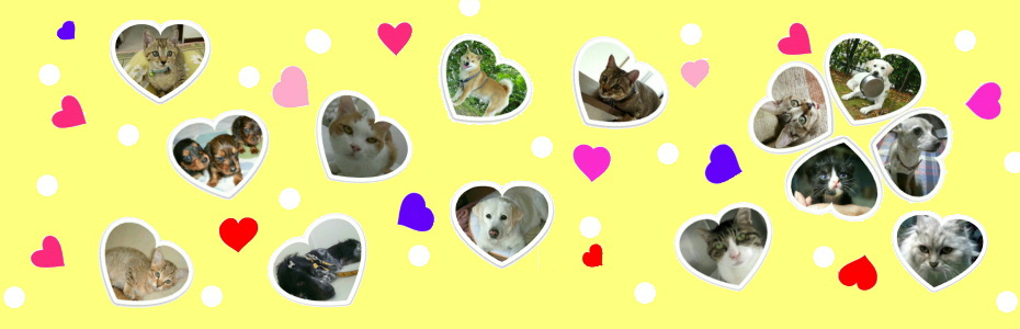 ハイジア動物病院