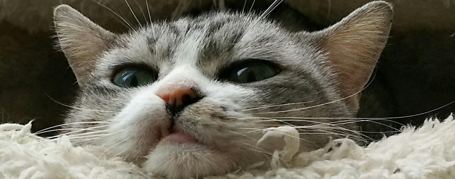 譲渡型保護ねこカフェ ねこの木