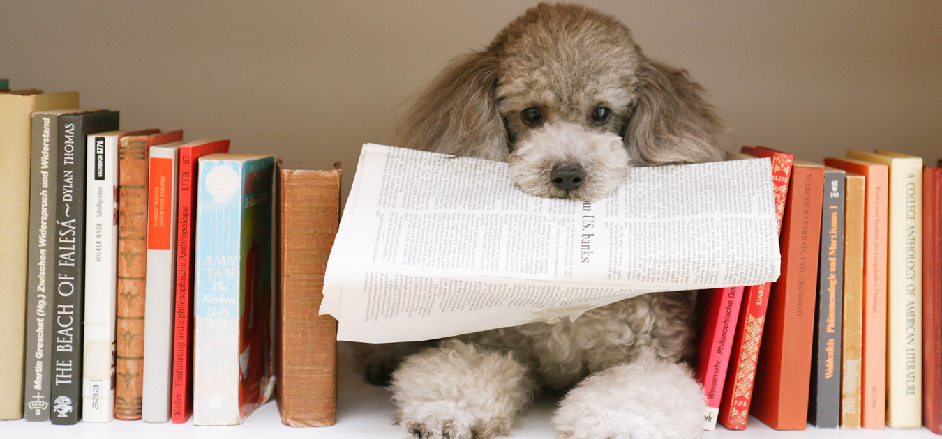 アイドッグラティ高松店