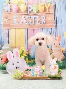 ふちのべ動物病院