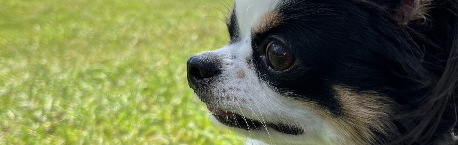 おおとね動物病院