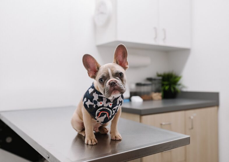 ぞのペットクリニック