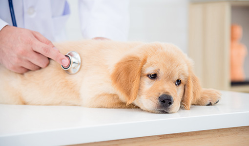 山田動物クリニック