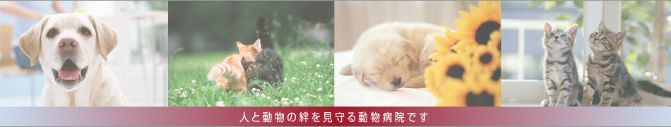 いせはら動物病院