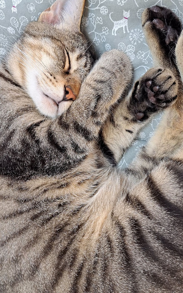 譲渡型猫カフェ　にゃんくる　蒲田店